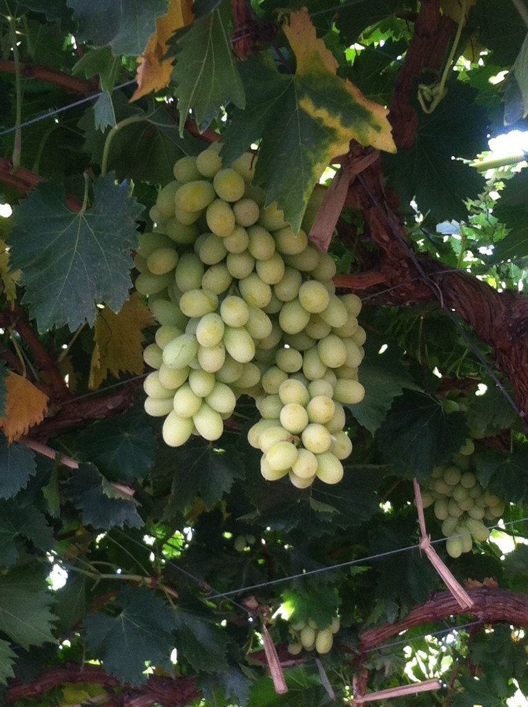 美国加州 葡萄花翅小卷蛾已被彻底根除 中国水果门户