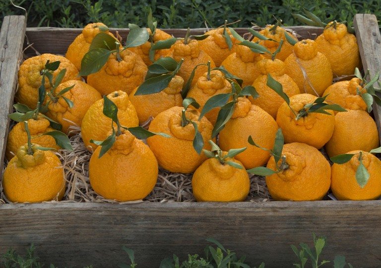 丑橘不可貌 相 渐成澳洲水果新时尚 中国水果门户